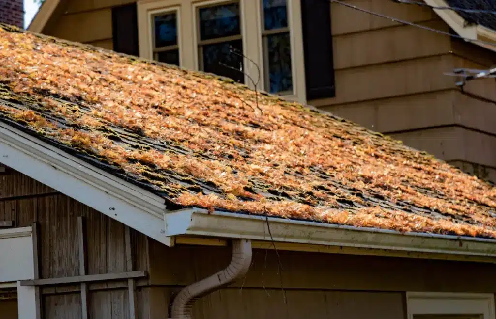 moss, algae, and lichen on asheville roofs (3)